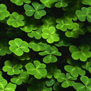 Vypěstuj si čtyřlístek