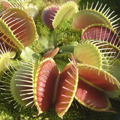 Vypěstuj si masožravky