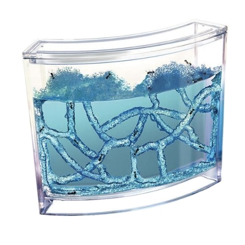 Mravenčí akvárium - antquarium