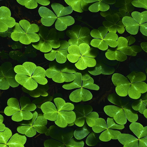 Vypěstuj si čtyřlístek