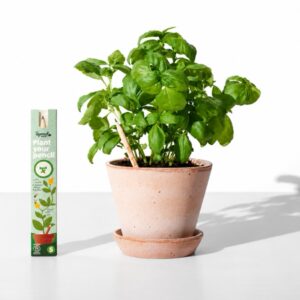 Tužka se semínky Sprout - bazalka