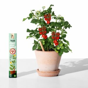 Tužka se semínky Sprout - cherry rajče
