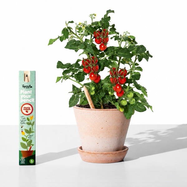 Tužka se semínky Sprout - cherry rajče