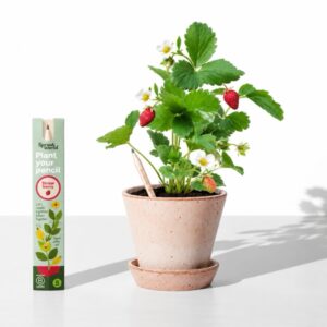 Tužka se semínky Sprout - jahoda